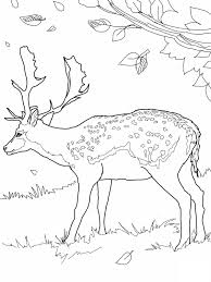 Animal coloring pages for adults, owl drawing, cat to color, giraffe for coloring, deer mandala. Free Printable Deer Coloring Pages For Kids