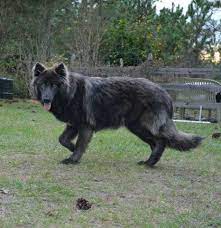 Palm Bay Florida Blue Bay Shepherds - Blue Bay Shepherds Florida Shepherd Puppies Blue German Shepherd Puppies Puppies