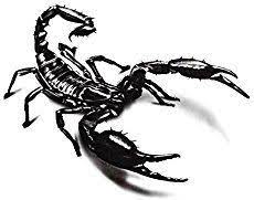 Scorpion Tattoos For Men Scorpion Tattoo 3d Scorpion Tattoo Scorpion Tattoo For Men