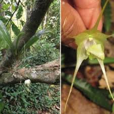 Image result for Dactyladenia gilletii