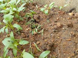 Now a year later, even garlic plants are dying off. Possible Reasons For Coriander Seedlings Dying Off Gardening Landscaping Stack Exchange