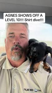 Dachshund Climbs in Shirt