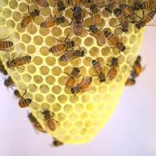 How to draw a beehive. How To Get Your Bees To Build Comb Carolina Honeybees