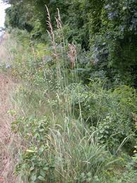 Image result for Sorghastrum nudipes