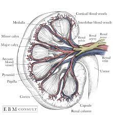 (see also overview of blood vessel disorders of the kidneys.) there are two renal arteries—one supplies blood to the right kidney, the other to the left kidney. Kidney Anatomy Image