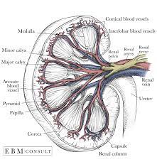 C) contributes to stabilizing blood ph. Kidney Anatomy Image