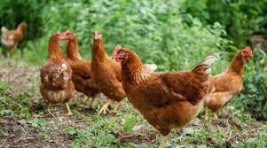 Check spelling or type a new query. Daftar Harga Doc Pullet Afkir Ayam Ras Petelur Hari Ini
