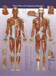 Motor Points And Acupuncture Meridians Wall Chart