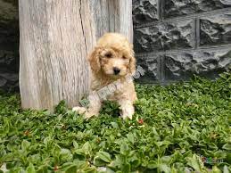 toy poodle yavrulari sahiplendirilcek poodle yavru kediler guzel kediler