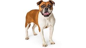 Their forefathers were rough and tumble bulldogs bred to fight bulls and other dogs in the 1600's and 1700's. Valley Bulldog Mixed Dog Breed Pictures Characteristics Facts