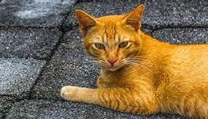 55 creative black and white cat name ideas. The Best Bengal Cat Names 55 Great Bengal Name Ideas