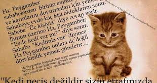 Psikolojik Resimli Sozler Google Da Ara Kedi Guzel Kediler Evcil Hayvanlar