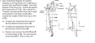 Free body diagrams are therefore drawn for the lengths ax1 and x2c of the beam and positive the free body diagram for this system is shown in the lower panel of figure 4.7. Solved Left Anatomical Diagram Of A Patient Standing On Chegg Com
