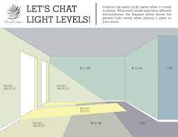 Light And Brightness Levels For House Plants House Plants House Plant Care Indoor Plant Care
