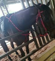 Sebelumnya diberitakan, video seorang pemuda menenteng senjata api layaknya seorang koboi di kampung bogor, tarumajaya, kabupaten bekasi viral di media sosial. Sabandar Cowboy Town Tuaran 2021 All You Need To Know Before You Go With Photos Tuaran Malaysia Tripadvisor