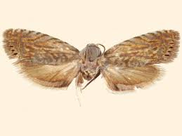 Image result for Manilkara koechlinii