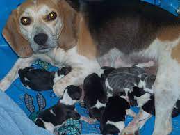 Her price is $1045 plus shipping. Baby Newborn Beagle Puppy Newborn Baby