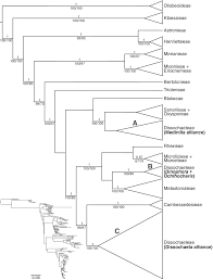 Image result for Dinophora spenneroides