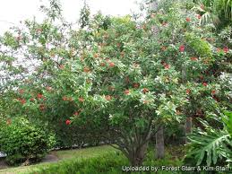 Image result for Jatropha campestris