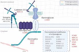 Maybe you would like to learn more about one of these? Frontiers Brain Dysfunction In Lama2 Related Congenital Muscular Dystrophy Lessons From Human Case Reports And Mouse Models Molecular Neuroscience