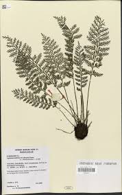 Image result for Asplenium rutifolium