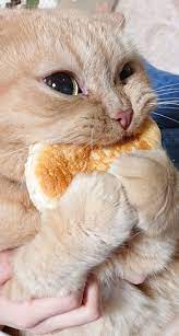 Tumblr User Explain Why Cats Are Obsessed With Eating Bread Bored Panda Baby Cats Cute Baby Animals Cute Baby Cats