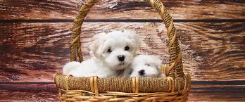 It is our intent to provide you with not only a wonderful and enjoyable stay, but also a safe one. Lowes Portofino Bay Resort Pet Policy Dogs Allowed