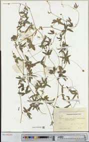 Image result for Buchnerodendron lasiocalyx