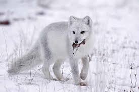 The arctic fox will eat berries, seaweed and other plants. What Does The Arctic Fox Eat Fox Hunting Video Funny By H Austin Arctic Fox Fox Hunting Fox Eat