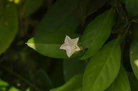 Image result for Aniseia martinicensis