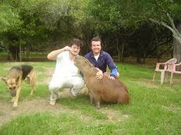 Check spelling or type a new query. Carpincho Domesticado De La Isla Dolores Mapio Net