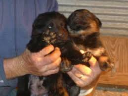 Maybe you would like to learn more about one of these? German Shepherd Puppies For Sale