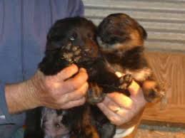 Signed in as at over 100 pounds, hunter is a very big boy and ofa certified for healthy hips and elbows. German Shepherd Puppies For Sale