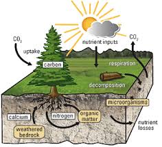 How Nutrients Cycle Through The Environment Carbon Cycle Nutrient Cycle Nitrogen Cycle