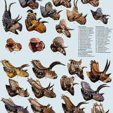 Image result for Cydia cornucopiae