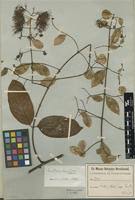 Image result for Combretum cinereopetalum