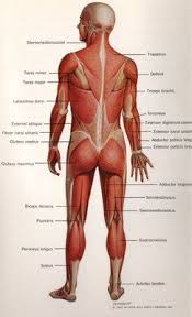 My 'learning' about body work began with eq 100 (eebw certification), and continues. Reanimation Library Image Archive 100061 Insert Anatomy And Physiology Human Anatomy And Physiology Physiology