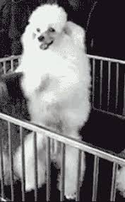 Poodle Gifs Get The Best Gif On Gifer