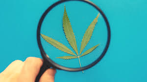 Get the latest tilray, inc. 5 Cbd Scams You Should Stay Away From