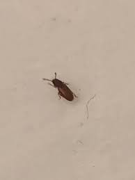 Bed bugs before you can do anything about preventing a bed bug infestation, you'll need to identify what the pest looks like, and where it likes to hide. Small Brown Red Flying Bugs 598743 Ask Extension