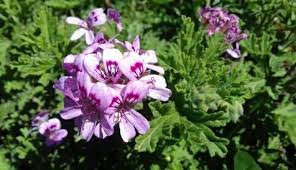 Image result for Pelargonium graveolens