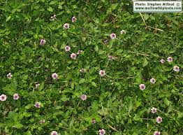 Image result for Lippia oatesii