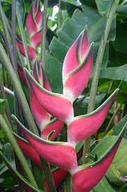 Heliconias Nt Gov Au Unusual Flowers Heliconia Flower Tropical Flower Plants