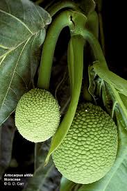 Image result for Moraceae