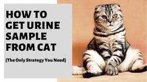 Click to see full answer. How To Get Urine Sample From Cat The Only Strategy You Need