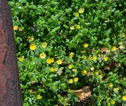 Image result for Trifolium dubium