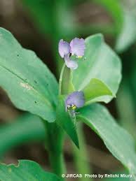 Image result for Commelina benghalensis