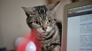 Maybe you would like to learn more about one of these? Nama Kucing Jantan 81021 Nama Untuk Kucing Comel Lucu Dan Unik