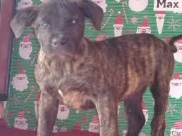 Favorite this post jul 11 aussiedoodle puppies Perro De Presa Canario Puppies For Sale Macon Ga 258387