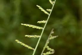 Image result for Urochloa villosa
